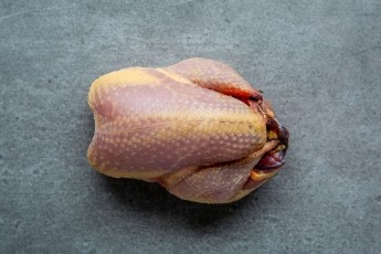 Partridge