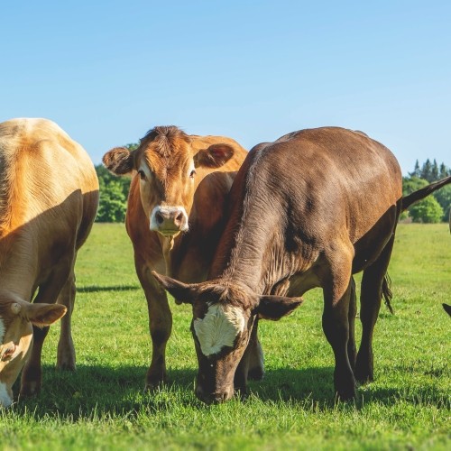 Archers Cattle