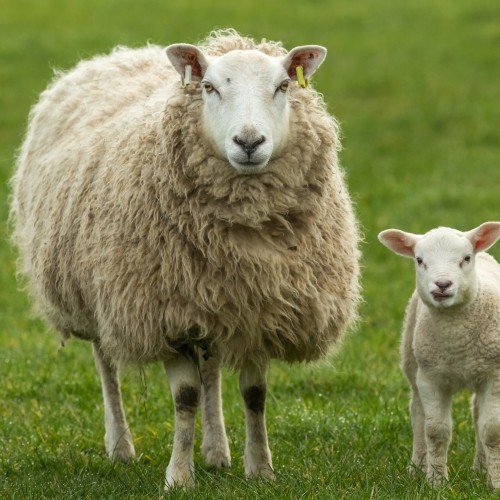 Texel sheep