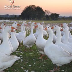 Free Range Goose