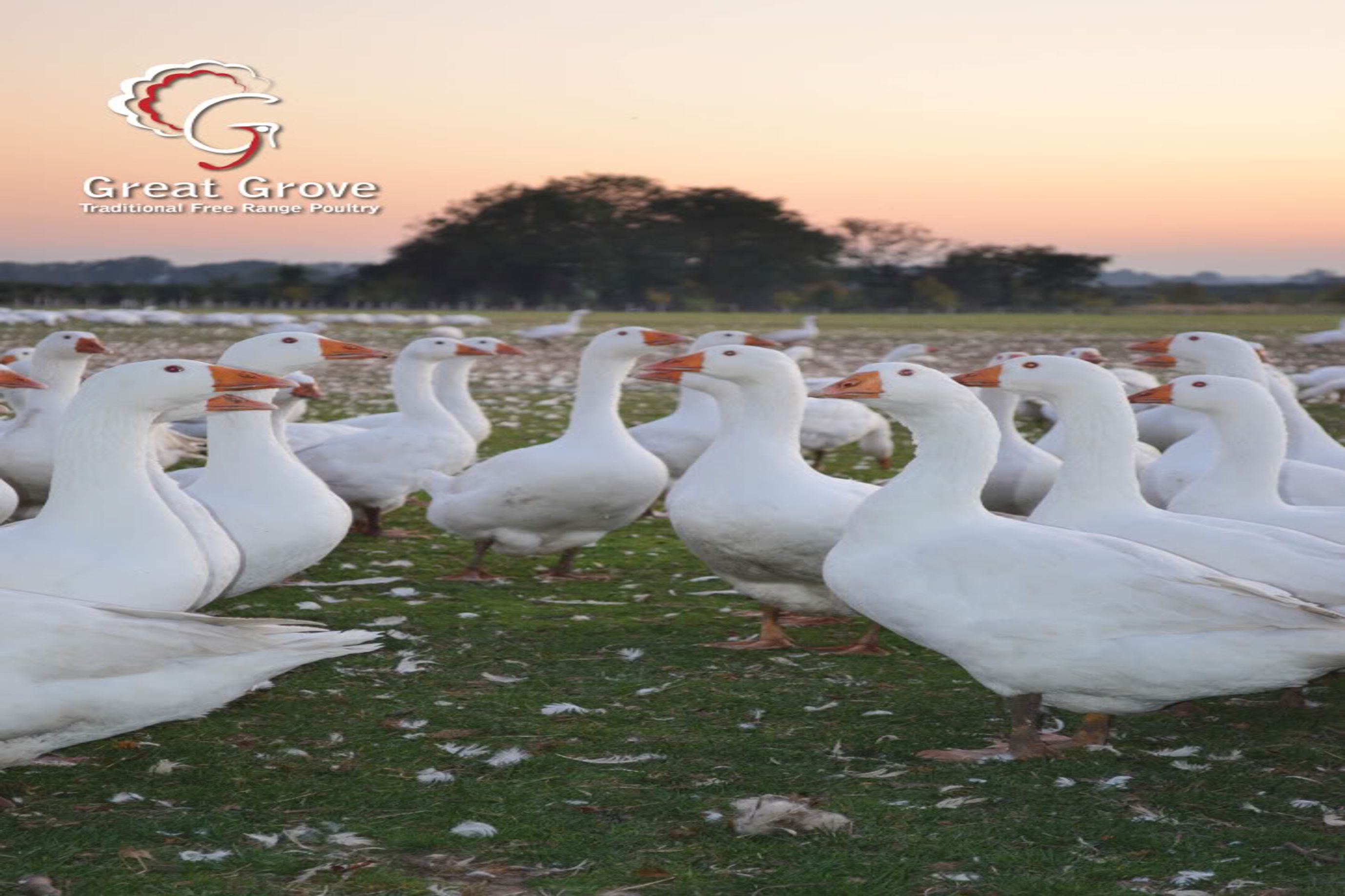 goose