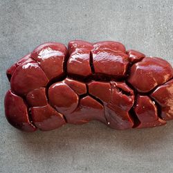 Ox Kidney